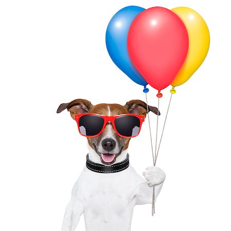 simsearch:400-08155906,k - dog  with bunch  of balloons and cotton candy and shades Stock Photo - Budget Royalty-Free & Subscription, Code: 400-06928396