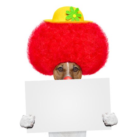 clown dog with red wig and hat holding a banner Stock Photo - Budget Royalty-Free & Subscription, Code: 400-06928398