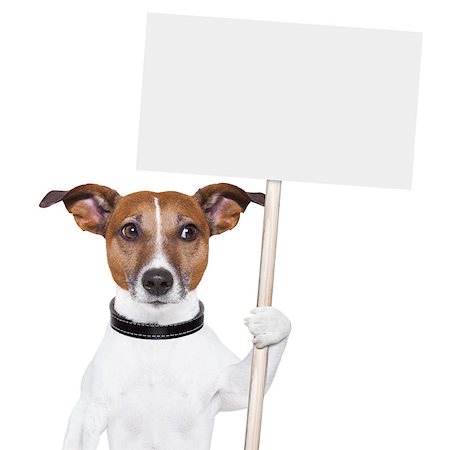 simsearch:400-08898663,k - dog holding an empty placard and looking sideways Photographie de stock - Aubaine LD & Abonnement, Code: 400-06928391