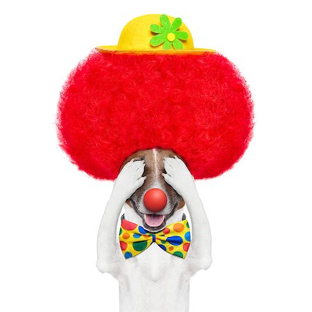 clown dog with red wig and hat hiding and covering both eyes Stock Photo - Budget Royalty-Free & Subscription, Code: 400-06928407