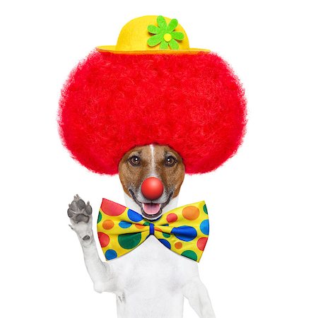 clown dog with red wig and nose waving hello Stock Photo - Budget Royalty-Free & Subscription, Code: 400-06928409