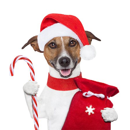 simsearch:400-07050961,k - christmas dog holding a candy stick and sack Stock Photo - Budget Royalty-Free & Subscription, Code: 400-06928400