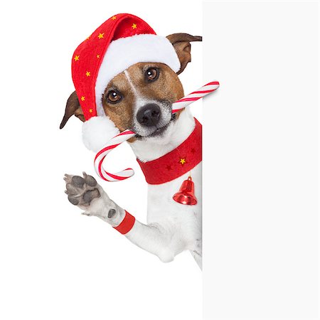 simsearch:400-07050961,k - christmas dog as santa behind placard with sugar candy cane Stock Photo - Budget Royalty-Free & Subscription, Code: 400-06928403