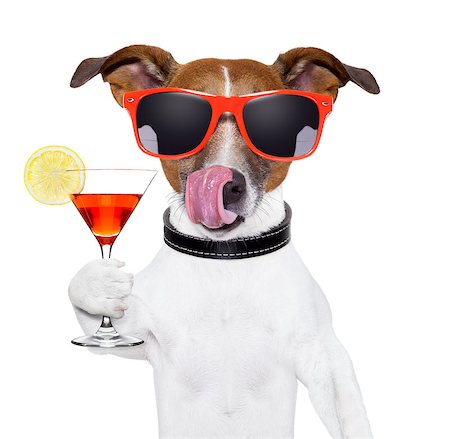 simsearch:400-07822392,k - dog cooling with a martini refreshment cocktail Foto de stock - Super Valor sin royalties y Suscripción, Código: 400-06928417