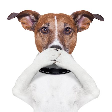 covering the mouth dog with paws Fotografie stock - Microstock e Abbonamento, Codice: 400-06928421