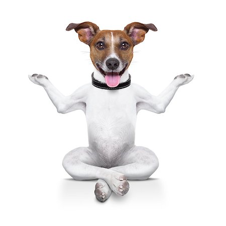 yoga dog sitting relaxed with happy face Stockbilder - Microstock & Abonnement, Bildnummer: 400-06928438