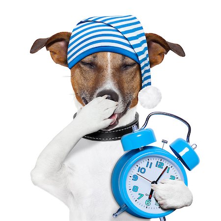 sleepyhead dog tired with clock and funny nightcap Stock Photo - Budget Royalty-Free & Subscription, Code: 400-06928430