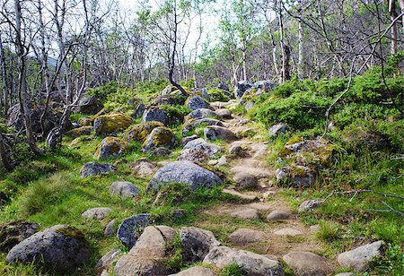 Small path into a birch forest in Jotunheimen national park in Norway. Stockbilder - Microstock & Abonnement, Bildnummer: 400-06928867