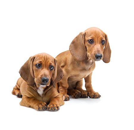 simsearch:400-04353812,k - Two Dachshund Puppies / Isolated on white Stockbilder - Microstock & Abonnement, Bildnummer: 400-06929054