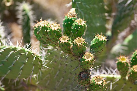 simsearch:400-04030678,k - Bush green prickly cactus with spider web, closeup Stock Photo - Budget Royalty-Free & Subscription, Code: 400-06929094