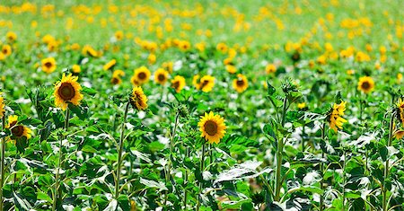 simsearch:400-06918933,k - Beautiful yellow sunflowers in the field, sunny day Foto de stock - Super Valor sin royalties y Suscripción, Código: 400-06929098