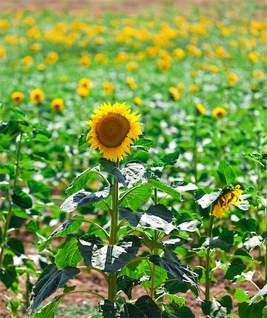 simsearch:400-06918933,k - Beautiful yellow sunflowers in the field, sunny day Photographie de stock - Aubaine LD & Abonnement, Code: 400-06929099