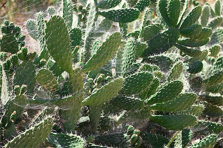 simsearch:400-04030678,k - Bush green prickly cactus with spider web, closeup Stock Photo - Budget Royalty-Free & Subscription, Code: 400-06929093