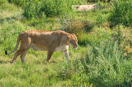 siberian wild animals - Female liger (lion and tiger hybrid) walking over the green grass Stock Photo - Budget Royalty-Free & Subscription, Code: 400-06929228