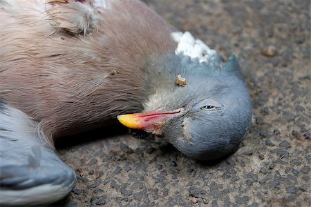 roadkill - Closeup of dead wood pigeon lying in a country lane Stock Photo - Budget Royalty-Free & Subscription, Code: 400-06929538