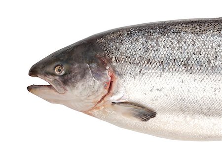 salmon trout dish - Fresh big salmon. Closeup. Isolated on white background Stock Photo - Budget Royalty-Free & Subscription, Code: 400-06920017