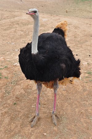 African wild ostrich large flightless bird with long neck and legs. Animal background. Stock Photo - Budget Royalty-Free & Subscription, Code: 400-06920238