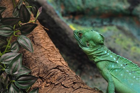 simsearch:400-05734049,k - Green plumed basilisk reptile on branch. Also known as jesus lizard as it is able to run short distances across water surface. Stock Photo - Budget Royalty-Free & Subscription, Code: 400-06920245
