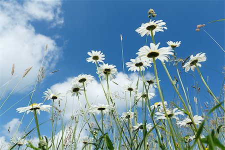 simsearch:400-04830667,k - evening shoot of spring daisy flower field Photographie de stock - Aubaine LD & Abonnement, Code: 400-06920420