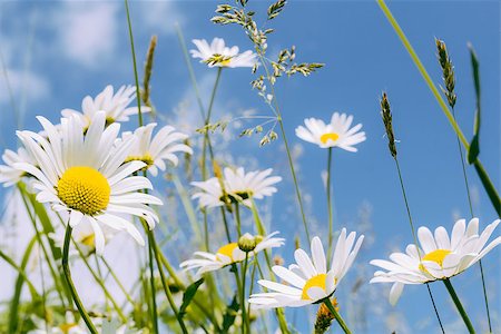 simsearch:400-04830667,k - evening shoot of spring daisy flower field Photographie de stock - Aubaine LD & Abonnement, Code: 400-06920421