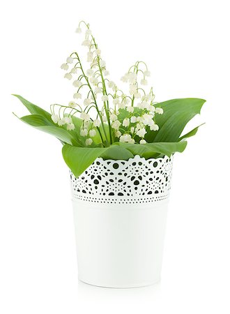 simsearch:400-07656811,k - Lily of the valley in flowerpot. Isolated on white background Photographie de stock - Aubaine LD & Abonnement, Code: 400-06920559