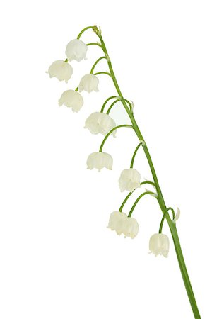 simsearch:400-07656811,k - Lily of the valley in flowerpot. Isolated on white background Photographie de stock - Aubaine LD & Abonnement, Code: 400-06920560