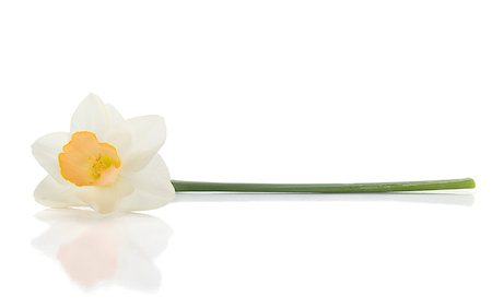 easter lily background - Lying white daffodil. Isolated on white background Stock Photo - Budget Royalty-Free & Subscription, Code: 400-06920698