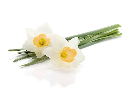 easter lily background - Lying white daffodils. Isolated on white background Stock Photo - Budget Royalty-Free & Subscription, Code: 400-06920699