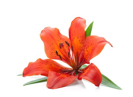 simsearch:400-07165540,k - Red lily. Isolated on white background Foto de stock - Super Valor sin royalties y Suscripción, Código: 400-06920725