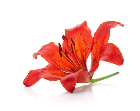 simsearch:400-07165540,k - Red lily. Isolated on white background Foto de stock - Super Valor sin royalties y Suscripción, Código: 400-06920729