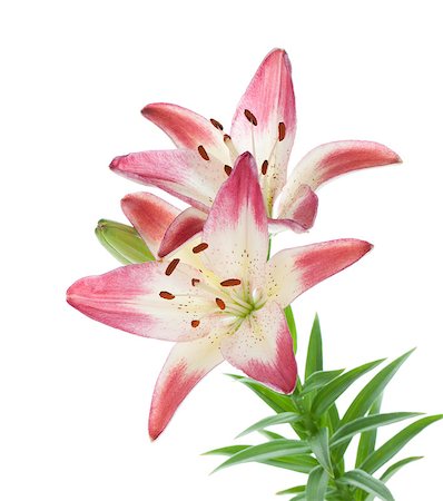 simsearch:400-07165540,k - Two pink lily. Isolated on white background Foto de stock - Super Valor sin royalties y Suscripción, Código: 400-06920734