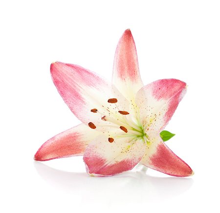 simsearch:400-07165540,k - Pink lily. Isolated on white background Foto de stock - Super Valor sin royalties y Suscripción, Código: 400-06920736