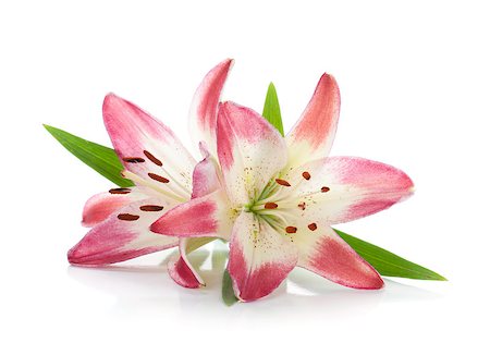 simsearch:400-07165540,k - Two pink lily. Isolated on white background Foto de stock - Super Valor sin royalties y Suscripción, Código: 400-06920737