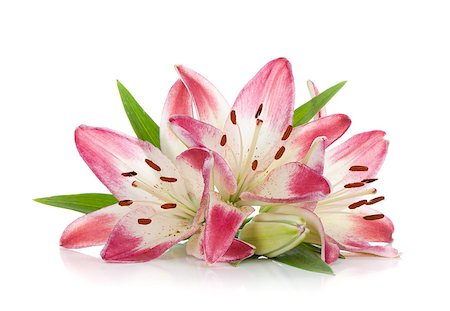 simsearch:400-07165540,k - Three pink lily. Isolated on white background Foto de stock - Super Valor sin royalties y Suscripción, Código: 400-06920738