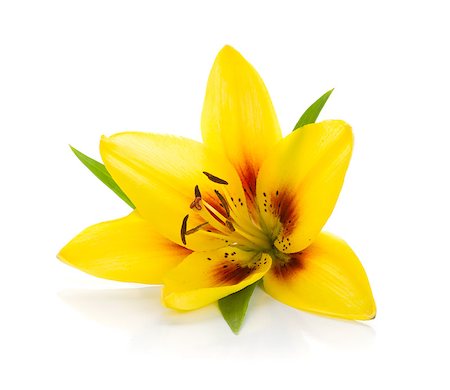 simsearch:400-07165540,k - Yellow lily. Isolated on white background Foto de stock - Super Valor sin royalties y Suscripción, Código: 400-06920754