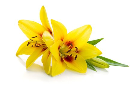 simsearch:400-07165540,k - Two yellow lily. Isolated on white background Foto de stock - Super Valor sin royalties y Suscripción, Código: 400-06920755