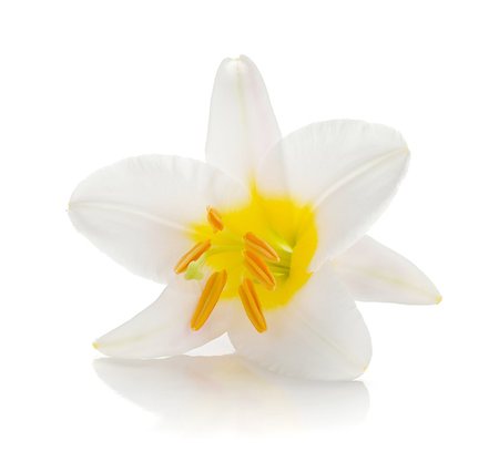 simsearch:400-07165540,k - White lily. Isolated on white background Foto de stock - Super Valor sin royalties y Suscripción, Código: 400-06920756