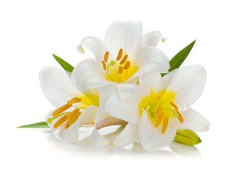 simsearch:400-07165540,k - Three white lily. Isolated on white background Foto de stock - Super Valor sin royalties y Suscripción, Código: 400-06920757