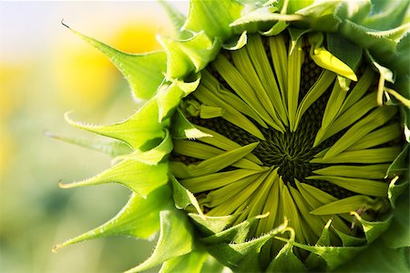simsearch:400-06918933,k - Young green sunflower on field Photographie de stock - Aubaine LD & Abonnement, Code: 400-06920766