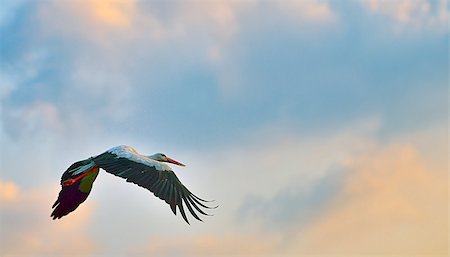 white stork flying on blue sky Stock Photo - Budget Royalty-Free & Subscription, Code: 400-06920917