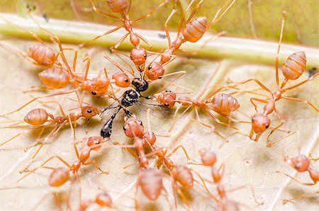 red ants teamwork on  leaf hunt insect wild nature Stock Photo - Budget Royalty-Free & Subscription, Code: 400-06921009