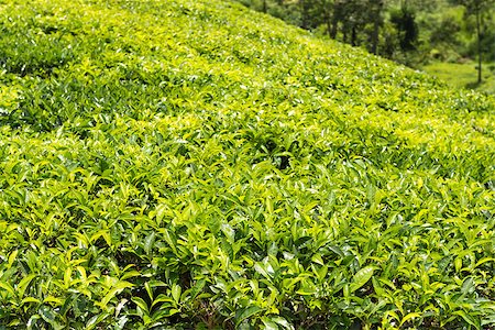 Fresh green tea plantation field at Nuwara Eliya, Sri Lanka, Ceylon Stock Photo - Budget Royalty-Free & Subscription, Code: 400-06921179