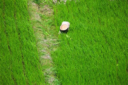 Worker in a traditional hat in green rice field, Bali, Indonesia Stock Photo - Budget Royalty-Free & Subscription, Code: 400-06921188