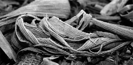 Dry and frost mature corn ears leaves after the harvest. Shot from the floor a cold morning of winter, Badajoz, Spain Stock Photo - Budget Royalty-Free & Subscription, Code: 400-06921402