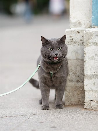 simsearch:400-05353672,k - young british cat tired, shallow depth of field Stock Photo - Budget Royalty-Free & Subscription, Code: 400-06921453