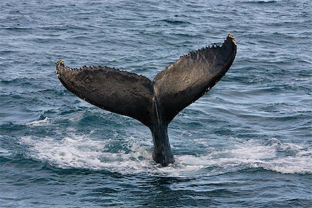 finback whale - Humpback jubarte Whale of abrolhos islands in bahia state brazil Stock Photo - Budget Royalty-Free & Subscription, Code: 400-06921677