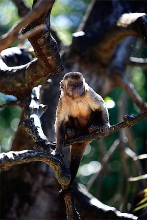 Brazilian Macaque monkey in trees of the  rain forest Stock Photo - Budget Royalty-Free & Subscription, Code: 400-06921685