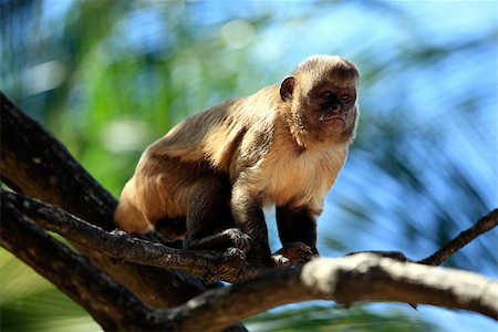 Brazilian Macaque monkey in trees of the  rain forest Stock Photo - Budget Royalty-Free & Subscription, Code: 400-06921686