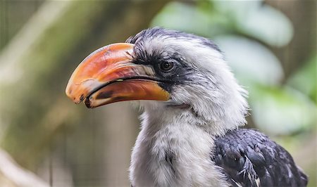 red billed hornbill - Von der Decken's Hornbill close up portrait Stock Photo - Budget Royalty-Free & Subscription, Code: 400-06921740