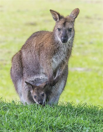 Mother wallaby with little one in her pouch Stockbilder - Microstock & Abonnement, Bildnummer: 400-06921741
